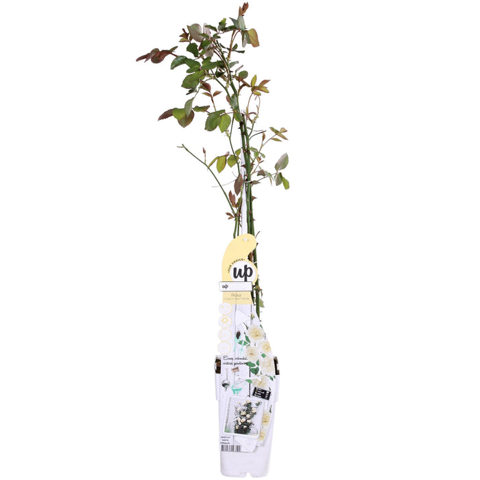 Hvid Vaniljerose - ↨65Cm - Ø15 - Blomstrende Busk