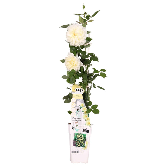 Hvid Vaniljerose - ↨65Cm - Ø15 - Blomstrende Busk