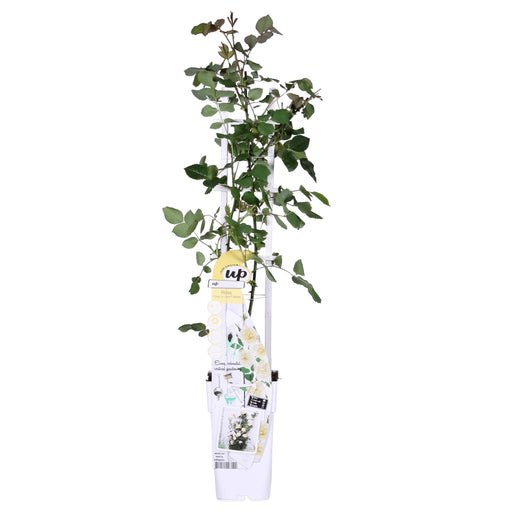 Hvid Vaniljerose - ↨65Cm - Ø15 - Blomstrende Busk