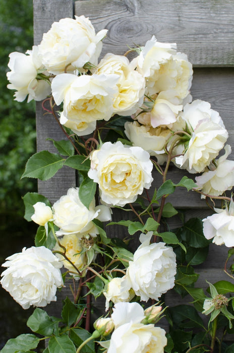 Vanilje Rose Bush - Sæt Med 3 - ↨65Cm - Ø15 - Blomstrende Udendørs Plante