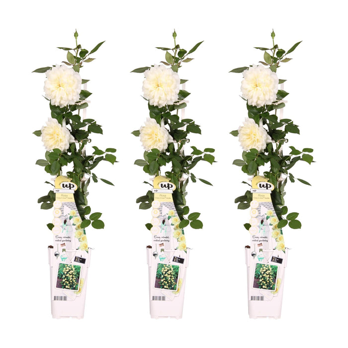 Vanilje Rose Bush - Sæt Med 3 - ↨65Cm - Ø15 - Blomstrende Udendørs Plante