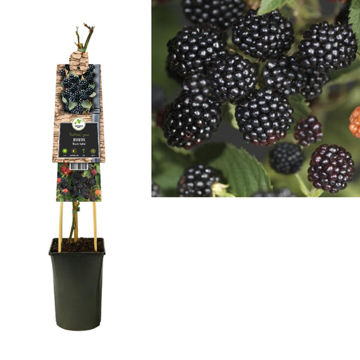 Rubus 'Black Satin' +3,0 Label - Ø17Cm - ↕75Cm