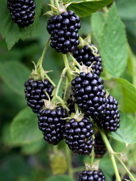 Rubus Fruticosus 'Black Satin'