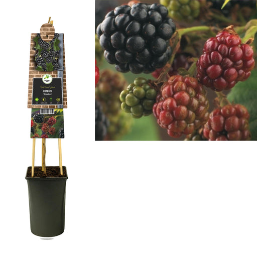 Rubus 'Himalaya' +3,0 Label - Ø17Cm - ↕75Cm