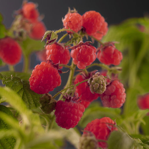 Rubus Idaeus 'Zefa Herbsternte' +3,0 Label - Ø17Cm - ↕75Cm