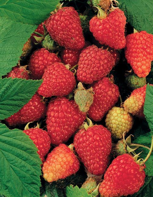 Rubus Brombær D17Cm H75Cm