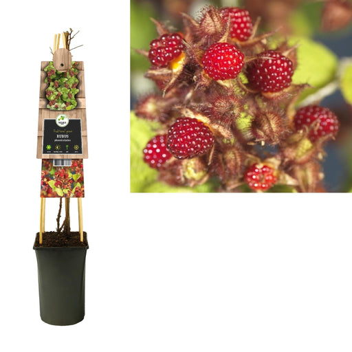 Rubus Phoenicolasius +3,0 Label - Ø17Cm - ↕75Cm