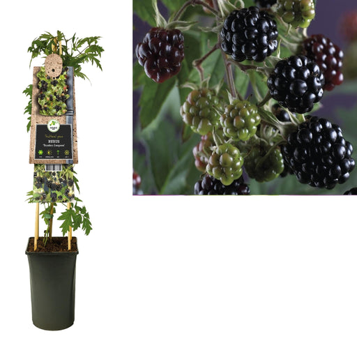 Rubus 'Thornless Evergreen' +3,0 Label - Ø17Cm - ↕75Cm