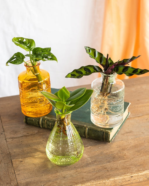 Salina Hydroculture Plant Trio - Gul