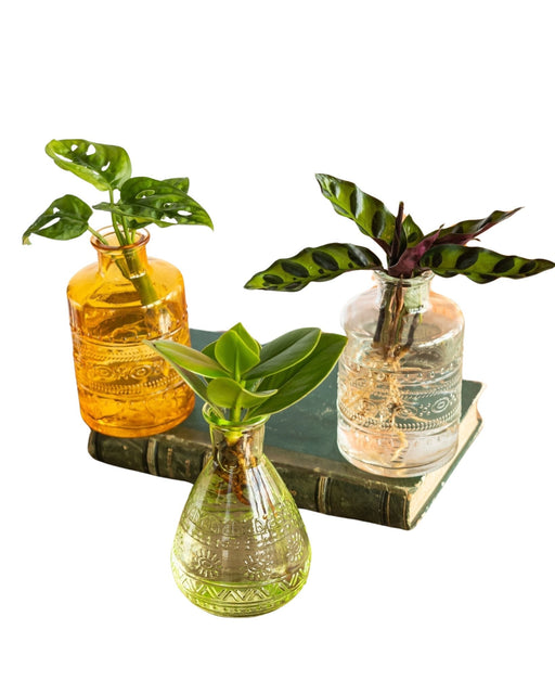 Salina Hydroculture Plant Trio - Gul