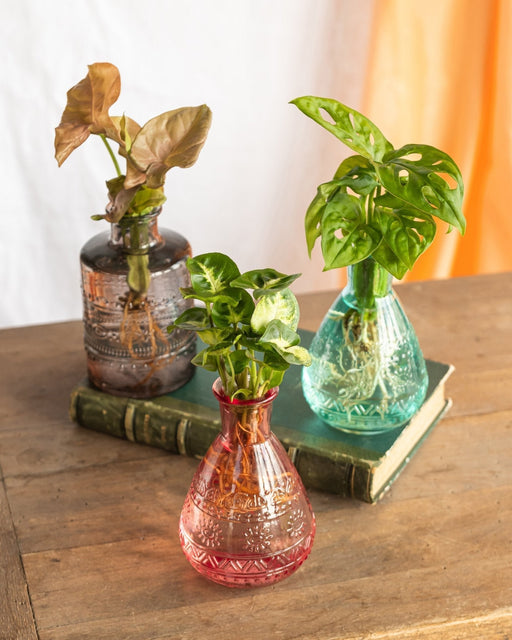 Salina Hydroculture Plant Trio - Pink