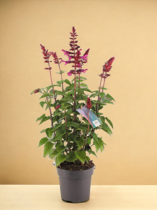 Salvia Salgoon Hindbærfarve