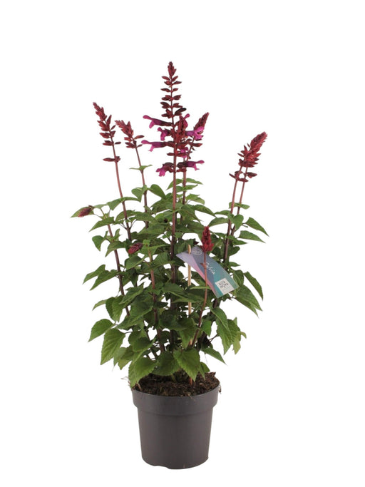 Salvia Salgoon Hindbærfarve
