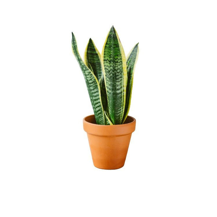 Sansevieria