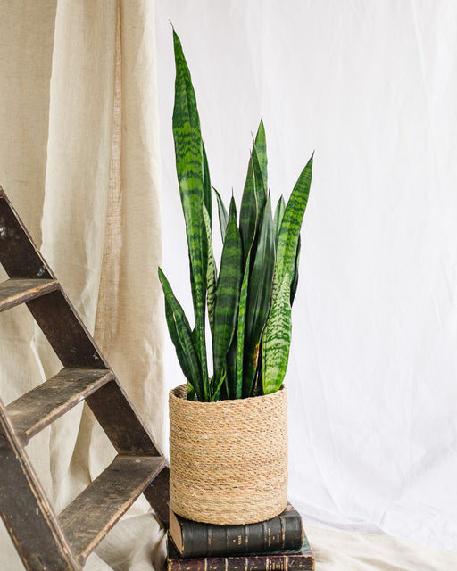 Sansevieria Sort Koral