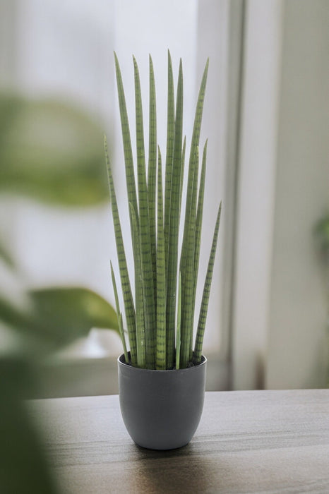 Sansevieria Cylindrica Kunstig Plante - H70Cm, Ø12Cm