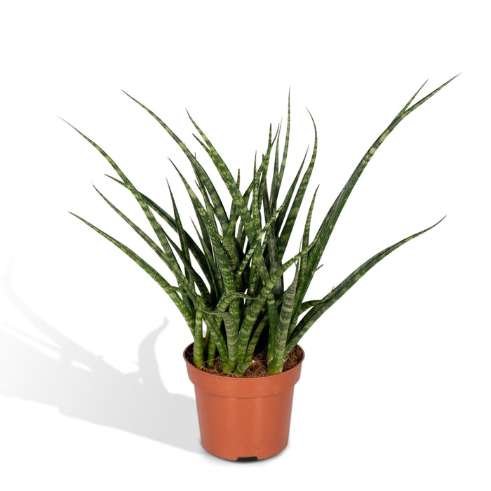 Sansevieria Fernwood Punk H30Cm