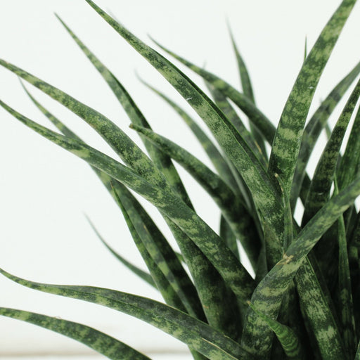 Sansevieria Fernwood Punk - Sæt Med 2