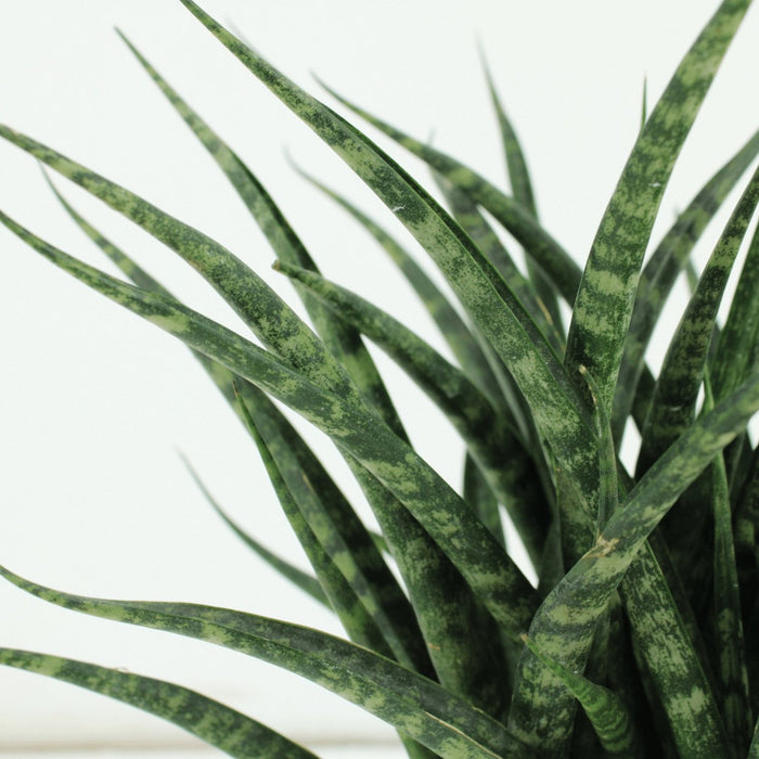 Sansevieria Fernwood Punk - Sæt Med 2