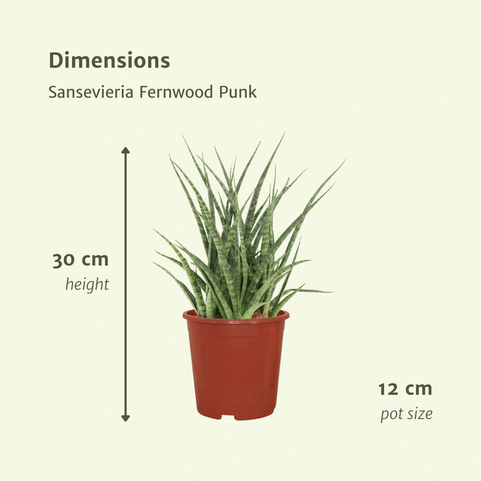 Sansevieria Fernwood Punk - Sæt Med 2