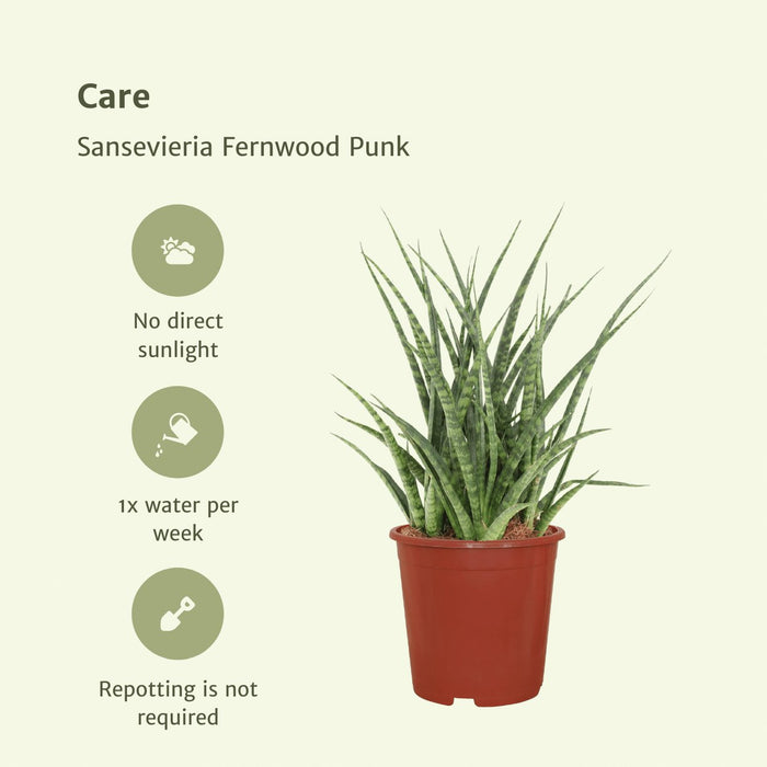 Sansevieria Fernwood Punk - Sæt Med 2