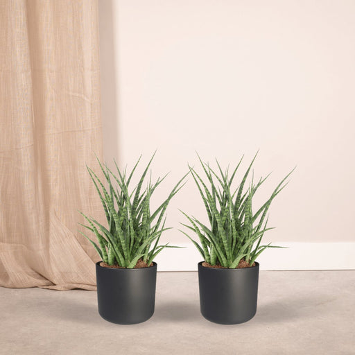 Sansevieria Fernwood Punk - Sæt Med 2