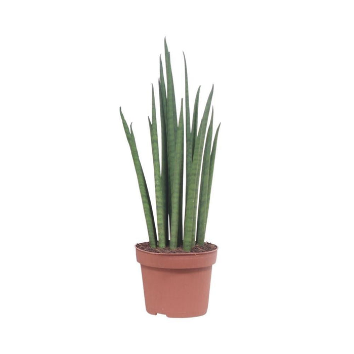 Sansevieria Mikado