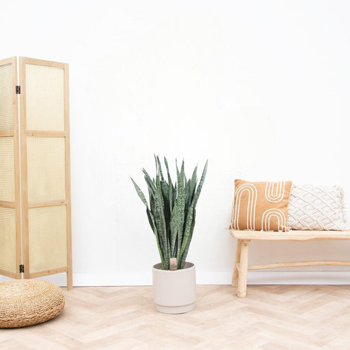 Sansevieria Zeylenica