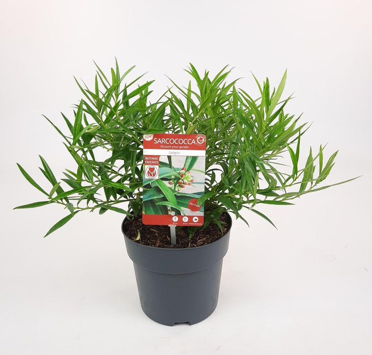 Pilebladssarkokokker - ↨25Cm - Ø17Cm - Hækplante