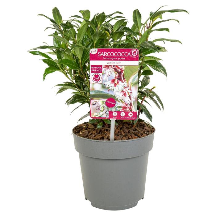 Sarkokokker 'Winter Gem'® - ↨25Cm - Ø19Cm - Hækplante