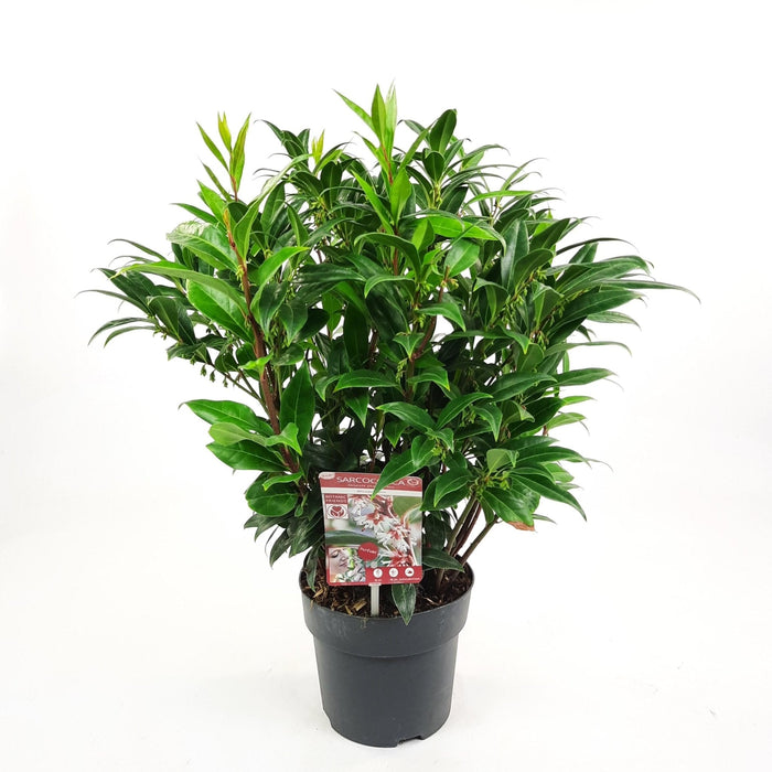 Sarkokokker 'Winter Gem'® - ↨25Cm - Ø19Cm - Hækplante