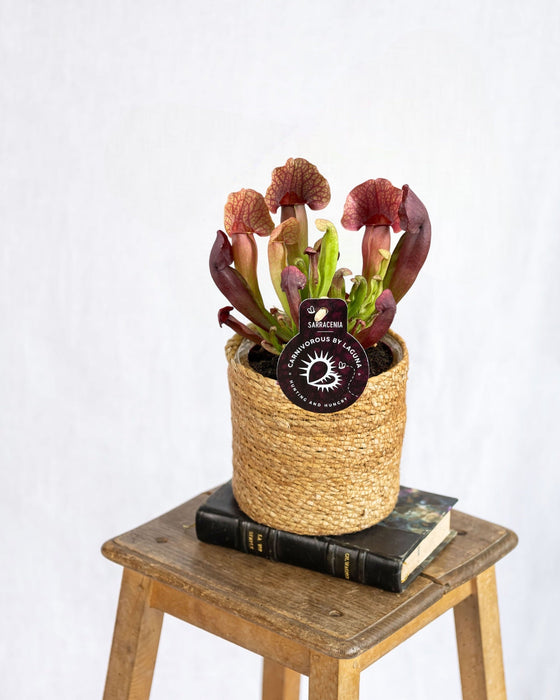 Sarracenia Catesbaei