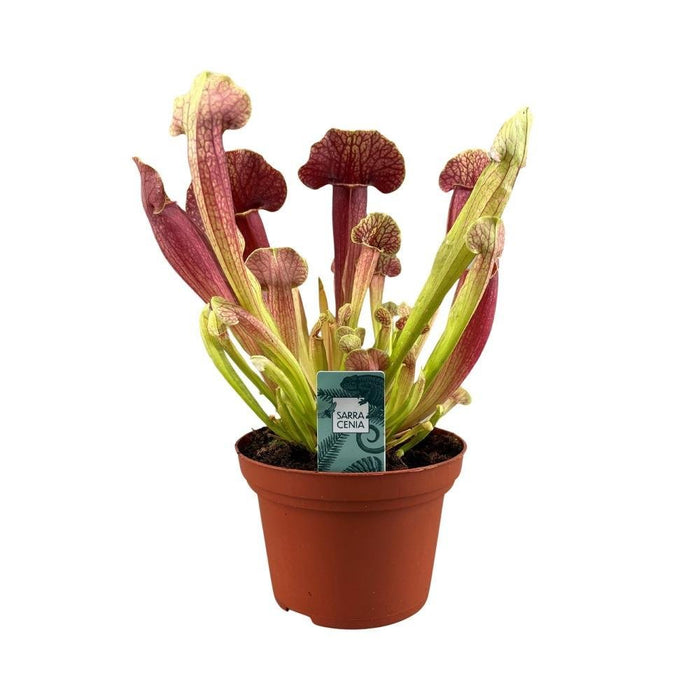 Sarracenia Crimson Wave