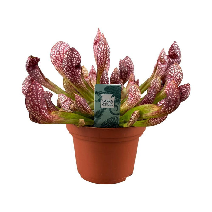 Sarracenia Leucophylla - Kødædende