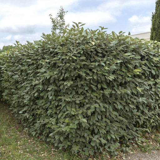 Olivier Willow H125Cm Til 10 Lineære Meter Hæk 10X12L