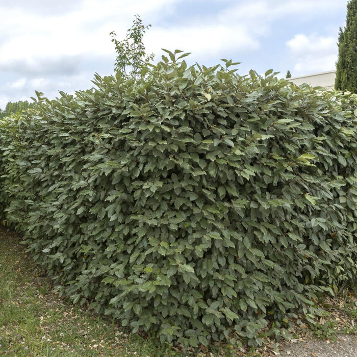 Olivier Willow H125Cm Til 10 Lineære Meter Hæk 10X12L