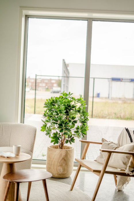 Schefflera - Kunstigt Træ