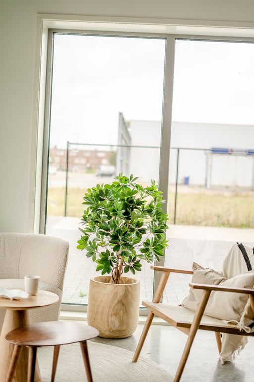 Schefflera - Kunstigt Træ