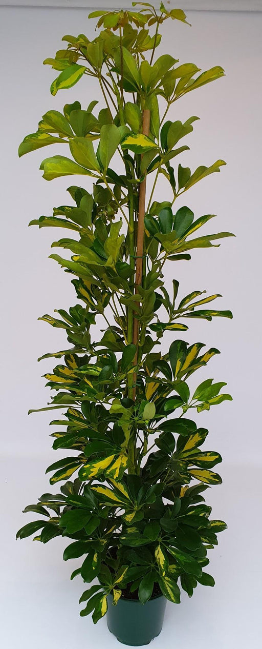 Schefflera Guld Capella