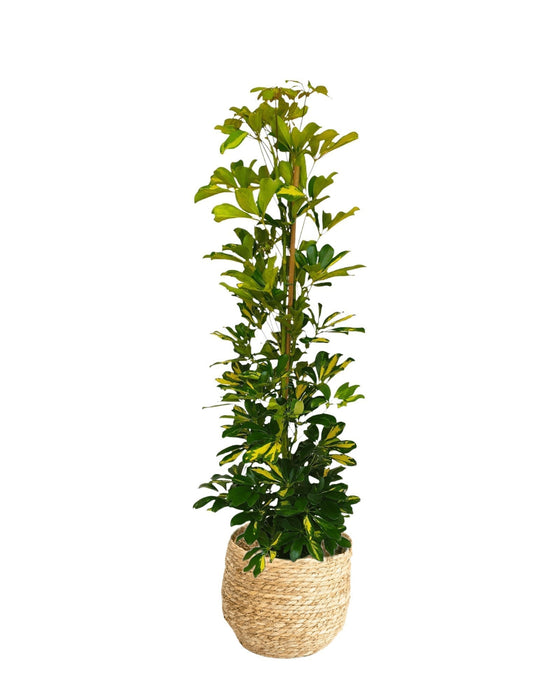 Schefflera Guld Capella