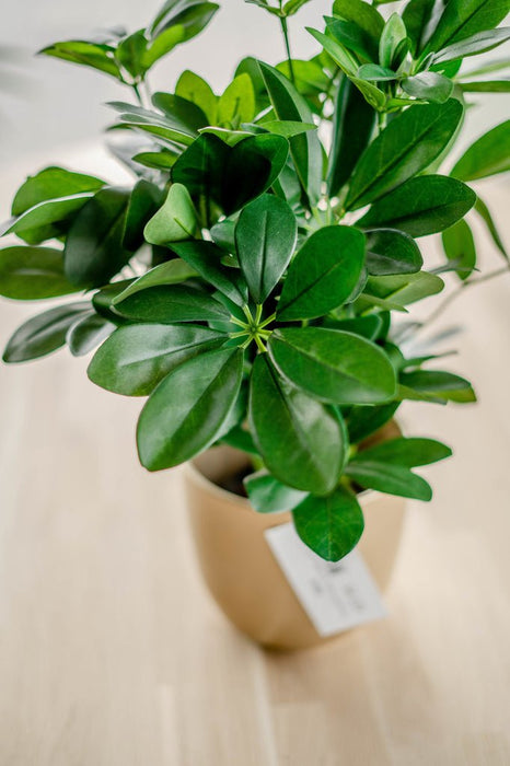 Schefflera - Kunstig Grøn Plante