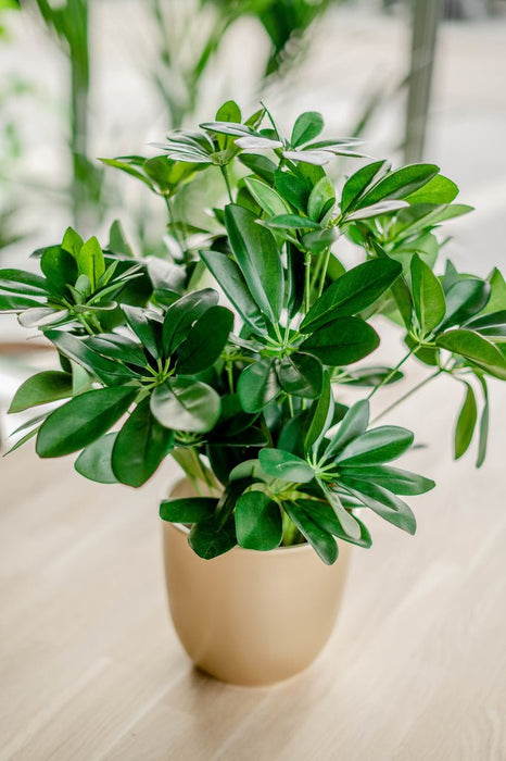 Schefflera - Kunstig Grøn Plante
