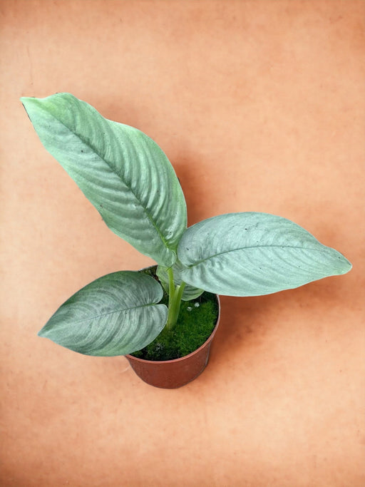 Schismatoglottis Hendrikii