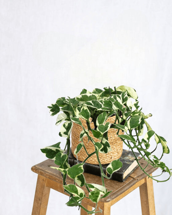 Scindapsus (Epipremnum) N'Joy Hang H35.0Cm