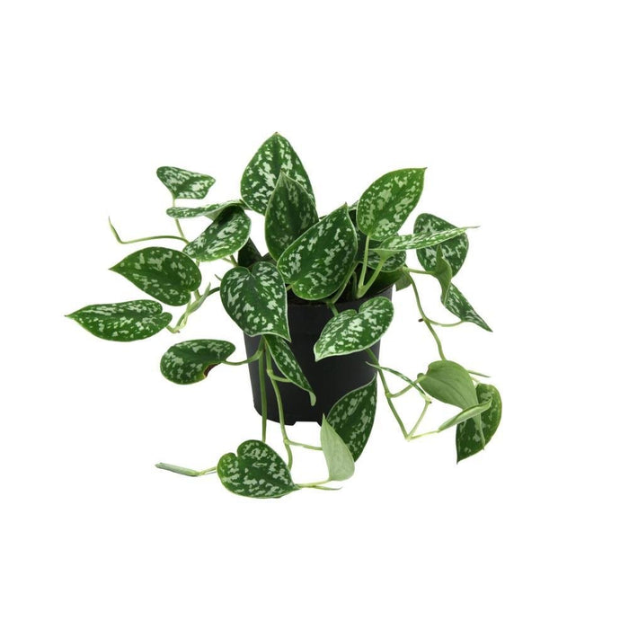 Scindapsus Pictus Trebie