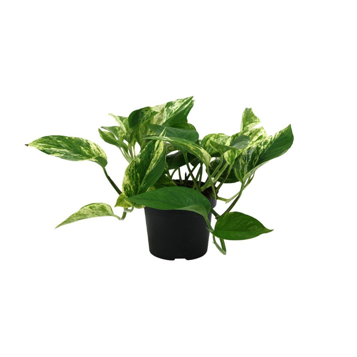 Scindapsus Pictus Trebie - Ø12Cm - ↕25Cm