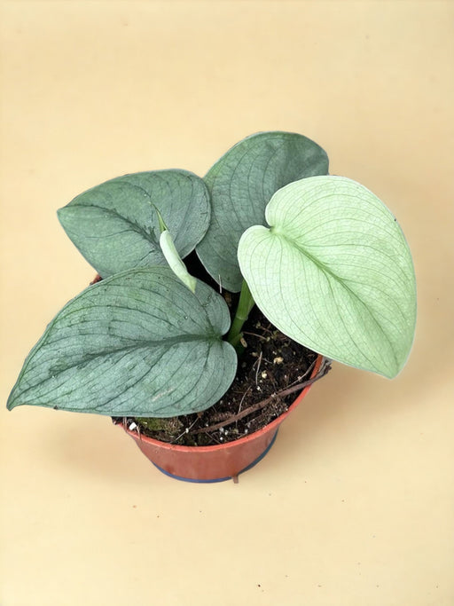 Scindapsus Sølvhelt