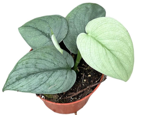 Scindapsus Sølvhelt