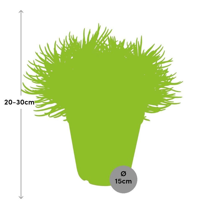 Senecio Himalaya H25Cm - Indendørs Sukkulentplante