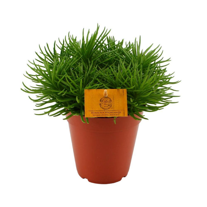 Senecio Himalaya H25Cm - Indendørs Sukkulentplante